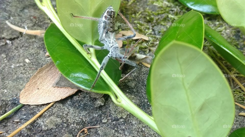 Leaf, Nature, Flora, No Person, Outdoors