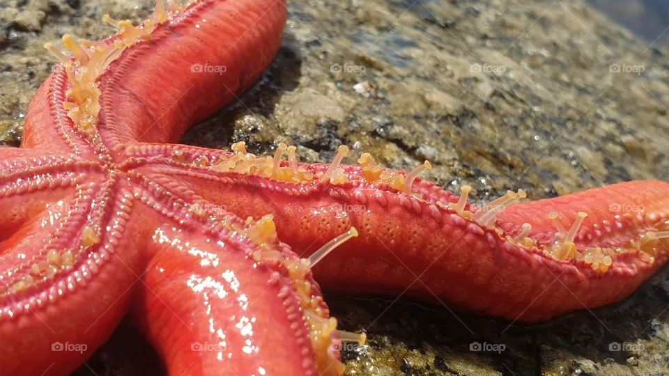 shellfish
