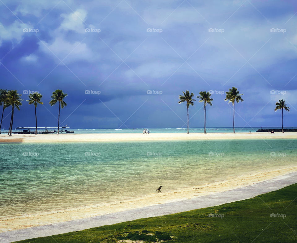 Tropical landscape with a bird standing on the edge of a lagoon