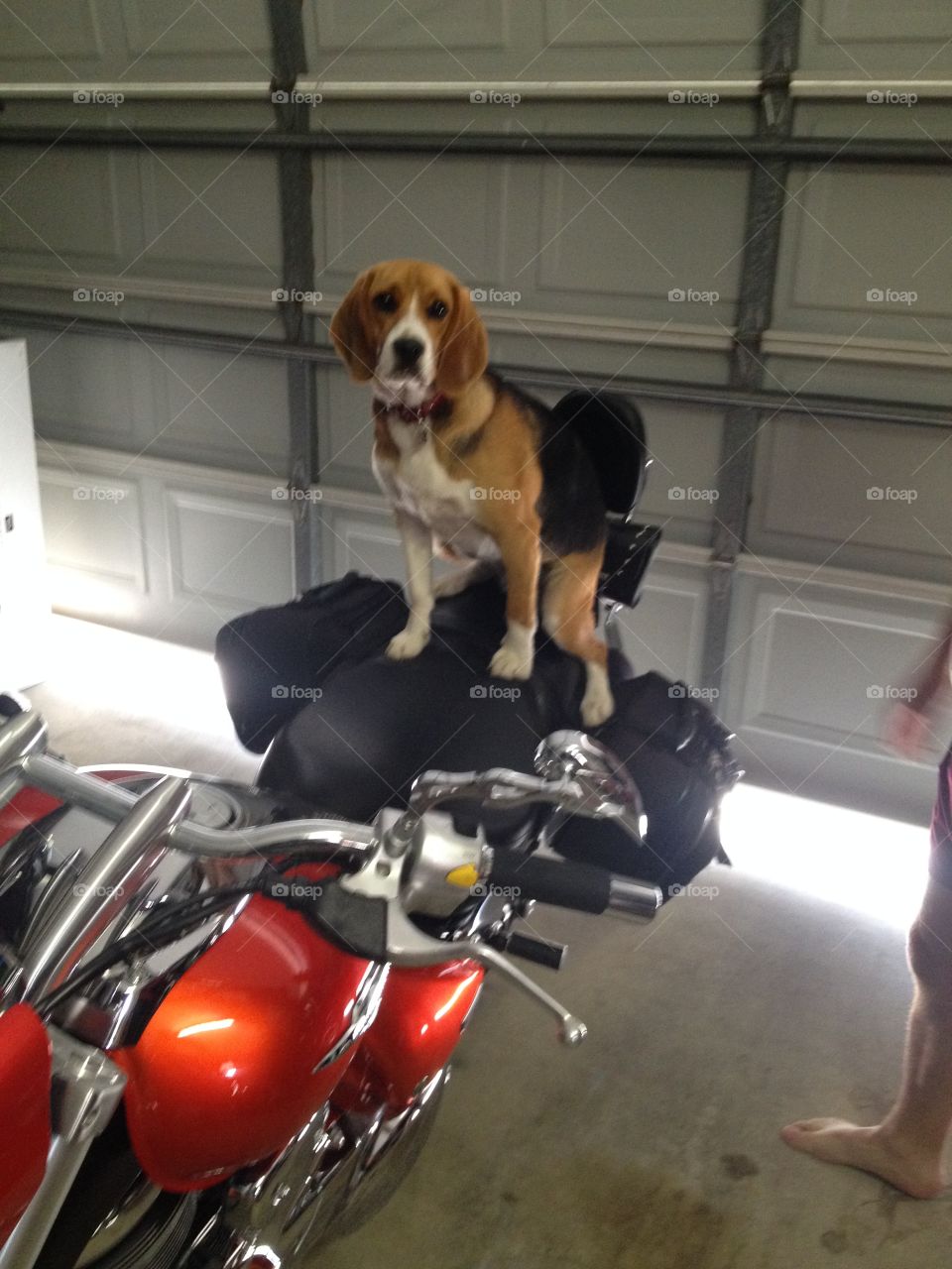 Beagle waiting for a ride 