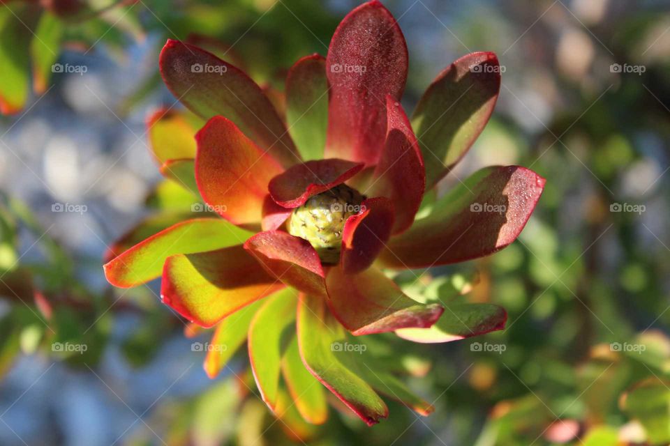 Love the colour of nature in this leucadendron