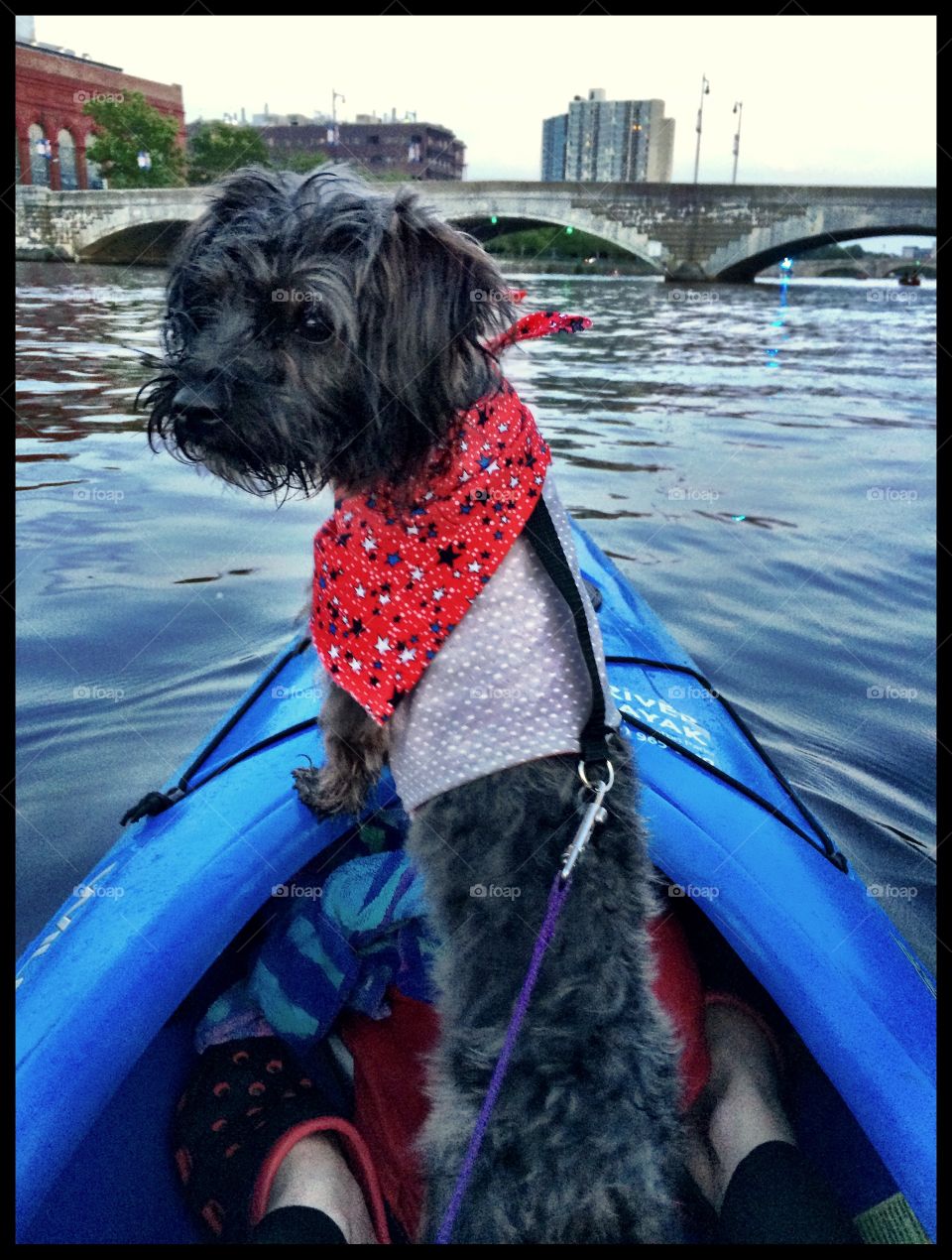 Kayaking dog. We went up the Boston's Charles river to see the 4th of July fireworks.  My dog stood at attention as captainthroughout!