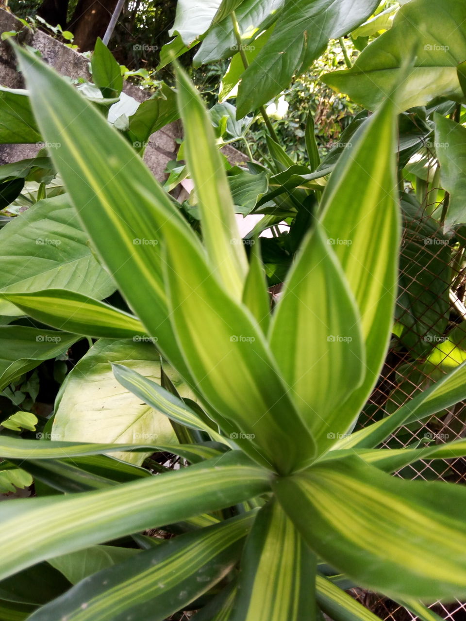 Leaf, Flora, No Person, Nature, Growth