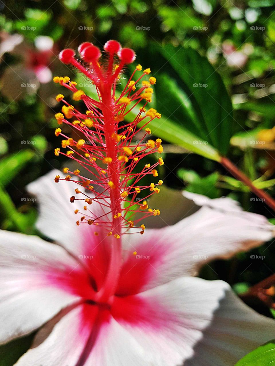 This amazing flower blooms in the botanical gardens. Beautiful reds yellows and greens. One of natures masterpieces for us all to enjoy.