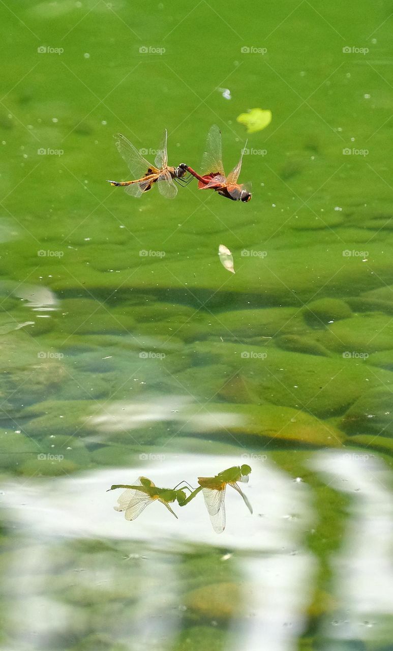 flying dragonfly