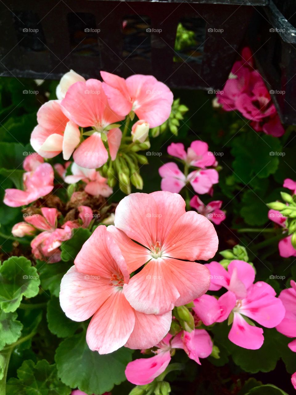 Pink tropical flowers