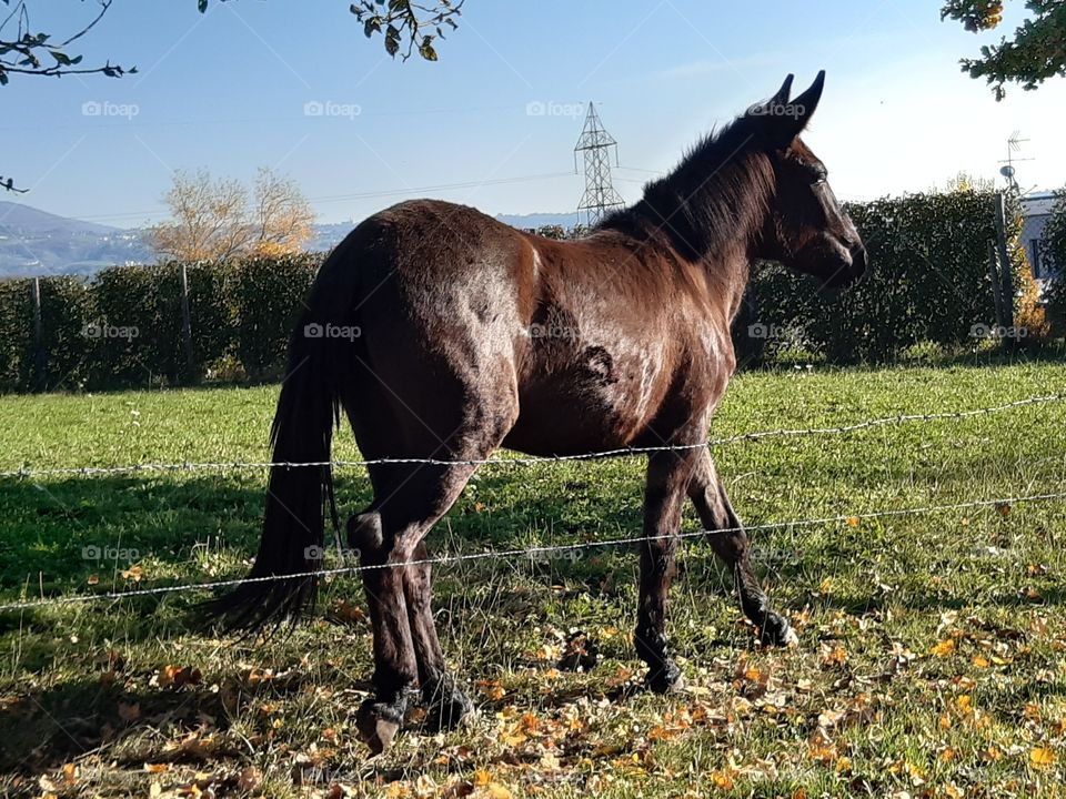 brown horse on the hill on autumn