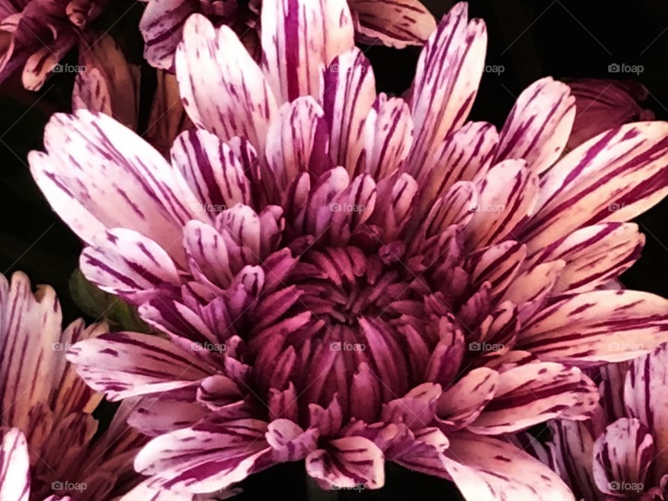 A single Chrysanthemums light purple, singled out in its bouquet ... It is amazing the way its petals have strips purple in the white - wonderful effect! A stunning and delicate flower!