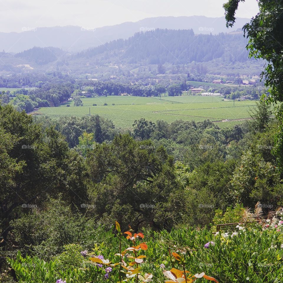 Napa Wine Country in Summer
