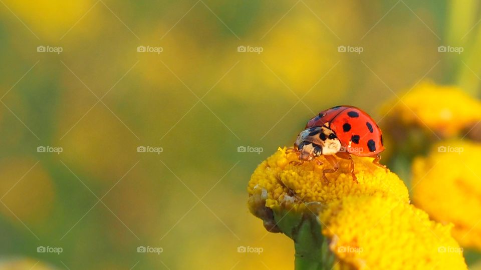 ladybug