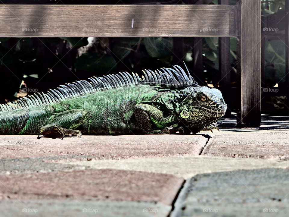 Iguana