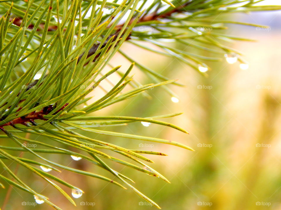 Needles of the spruce in rainy day