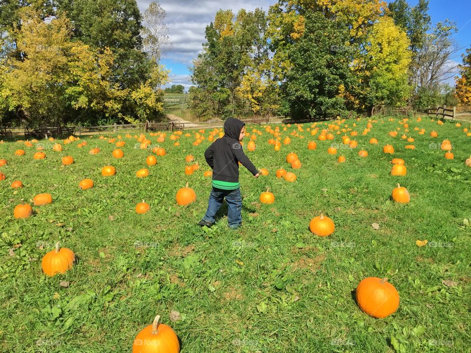 Boy standing in pumpkin field
