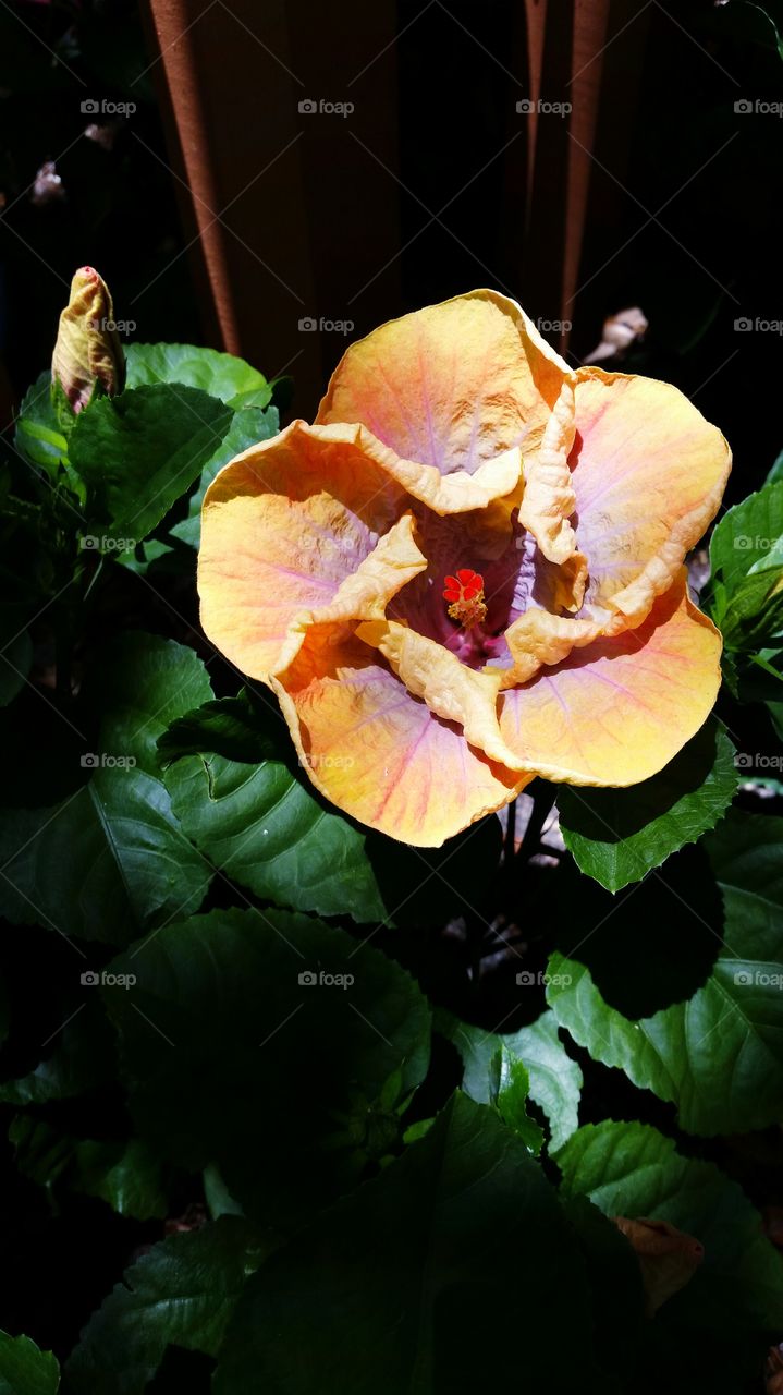 hibiscus. yellow and lilac hibiscus