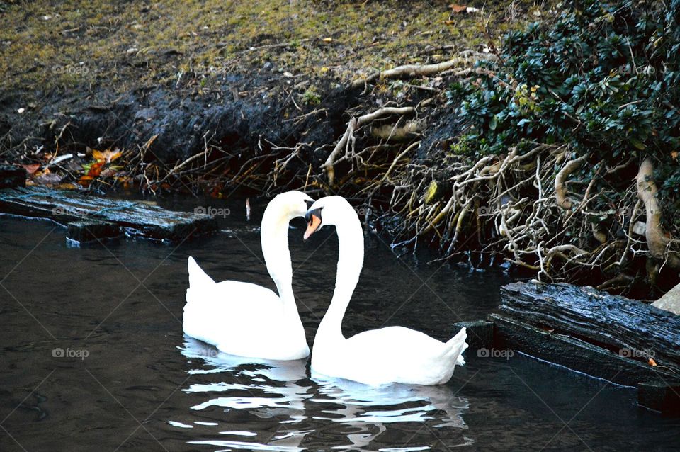 swans in love