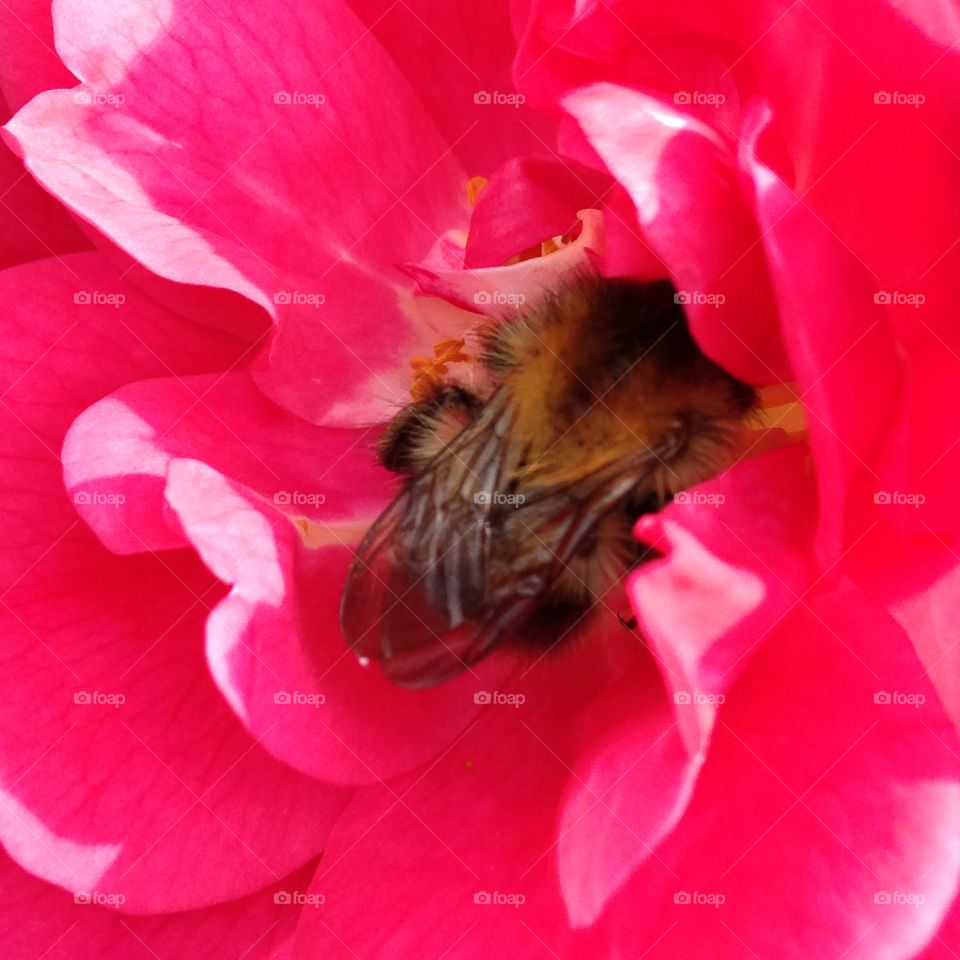 Drunk on nectar . Bee 