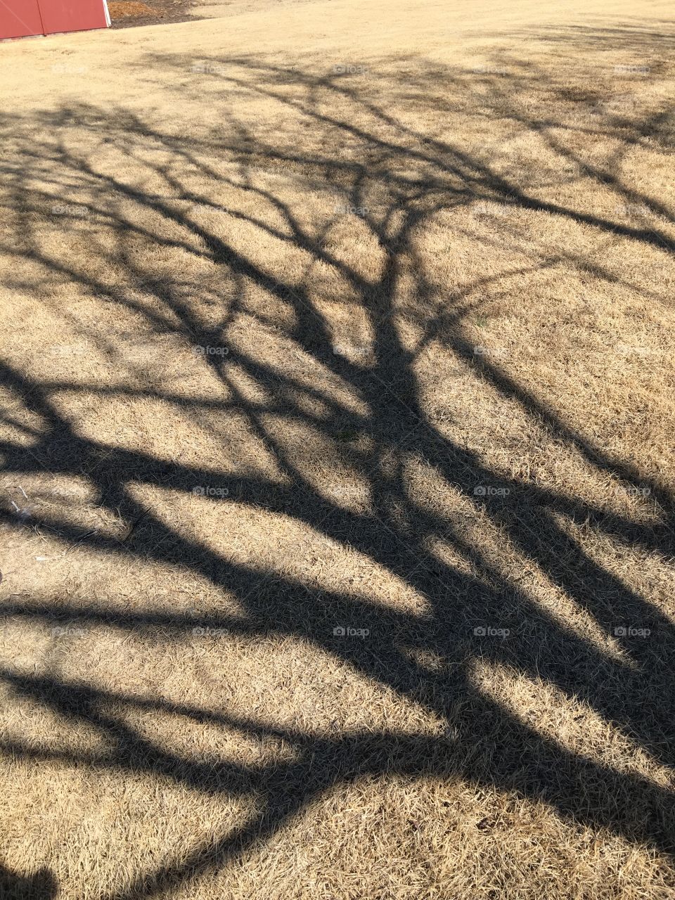 Shadow Branches