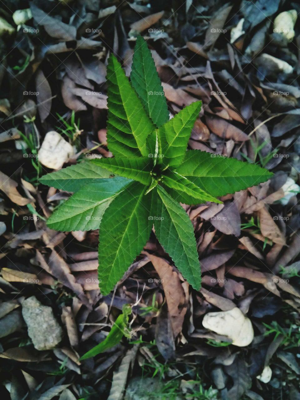 compass leaf