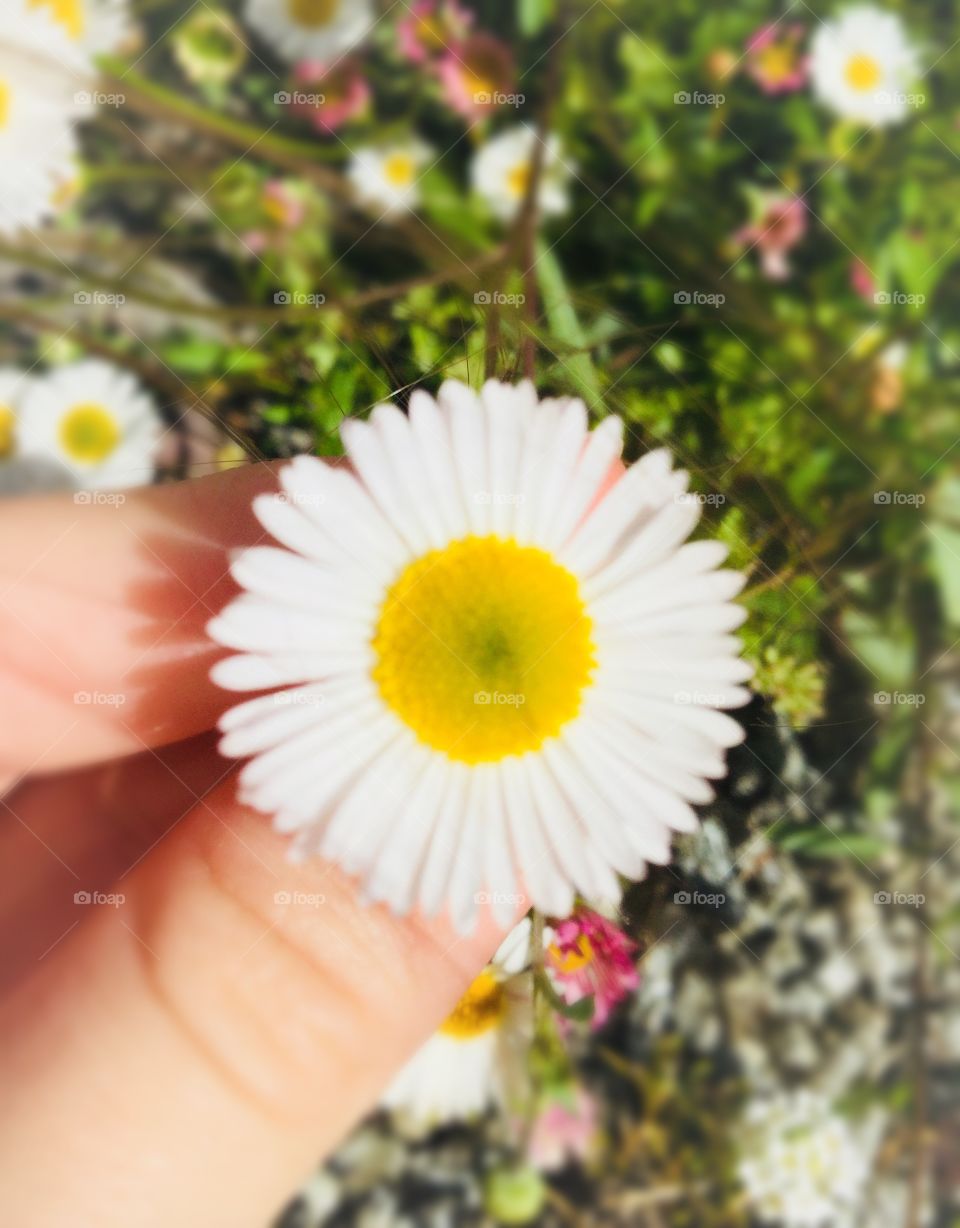 This photo reflects happiness and a bright spring day. The yellow in the middle of the flower, the green leaves and the white petals all contrast together.