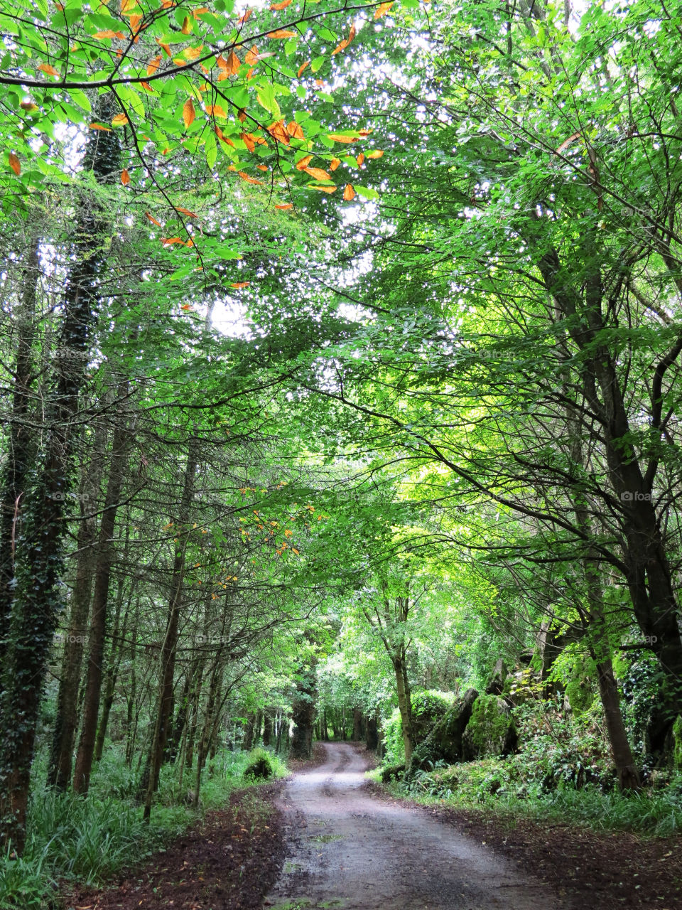 green ireland trees leaves by llotter