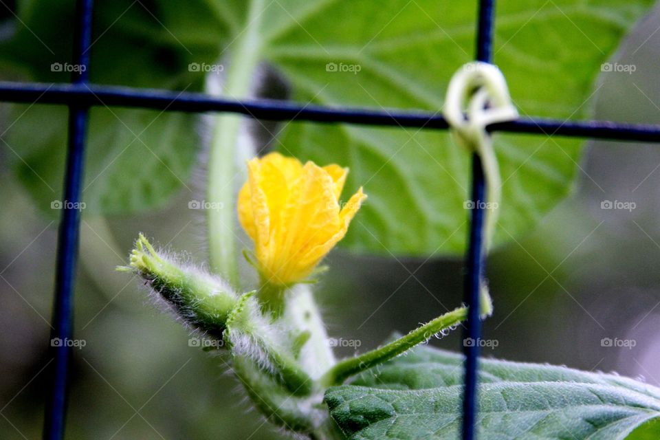 yellow melon bud