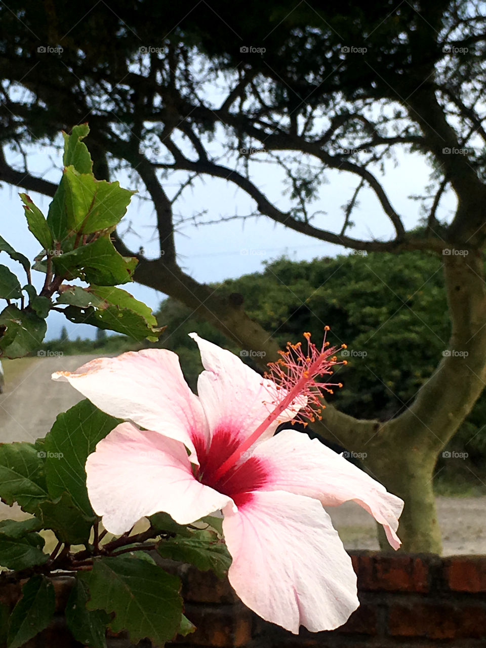 Pink hibiscus on the coast