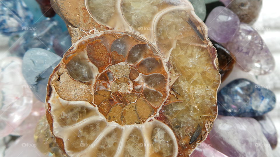 fosil (macro) 1.6 million years old