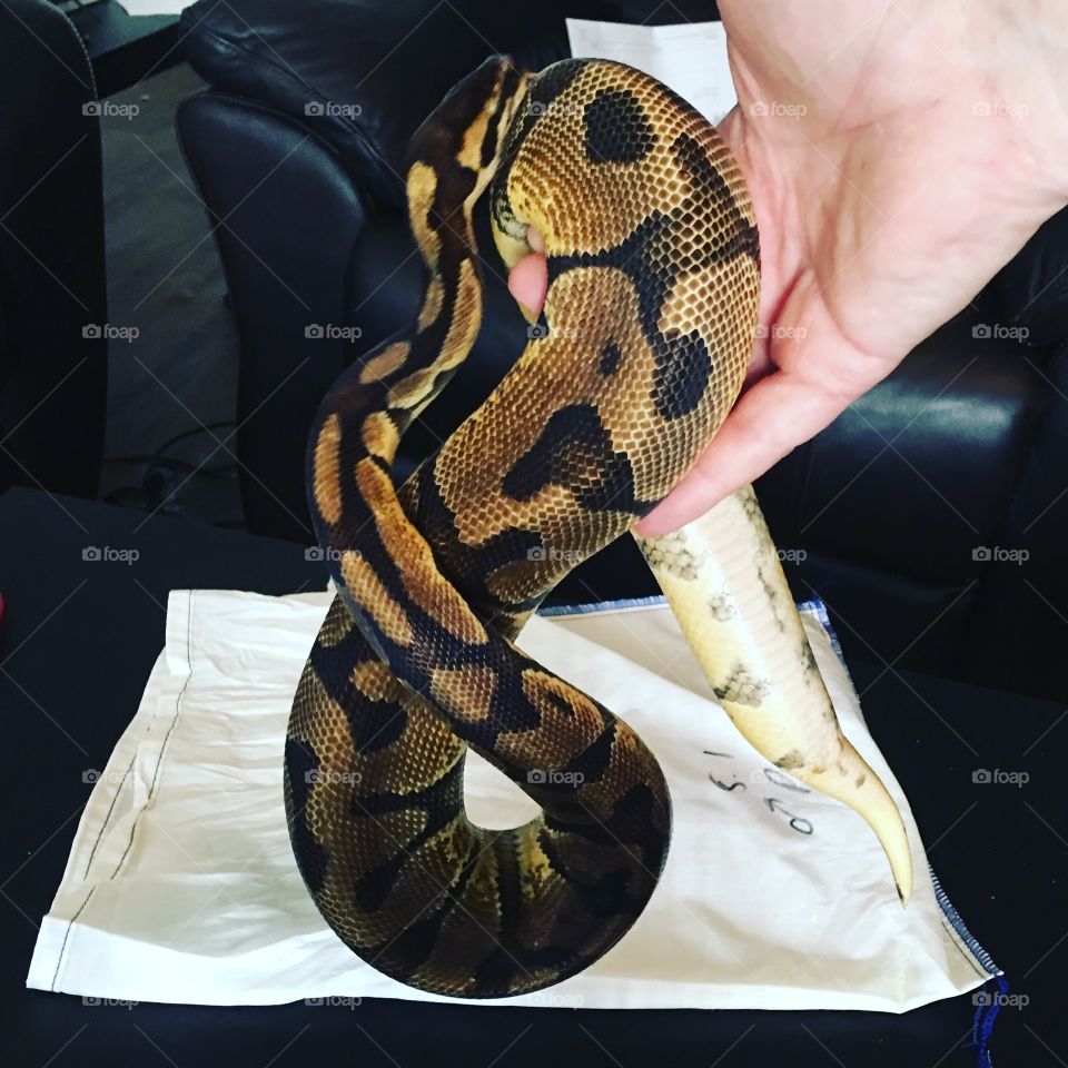 Enchi pastel ball python