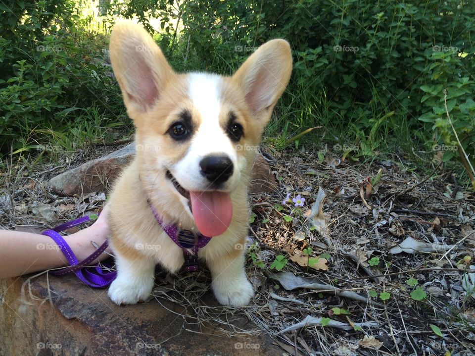 Corgi sit cute.