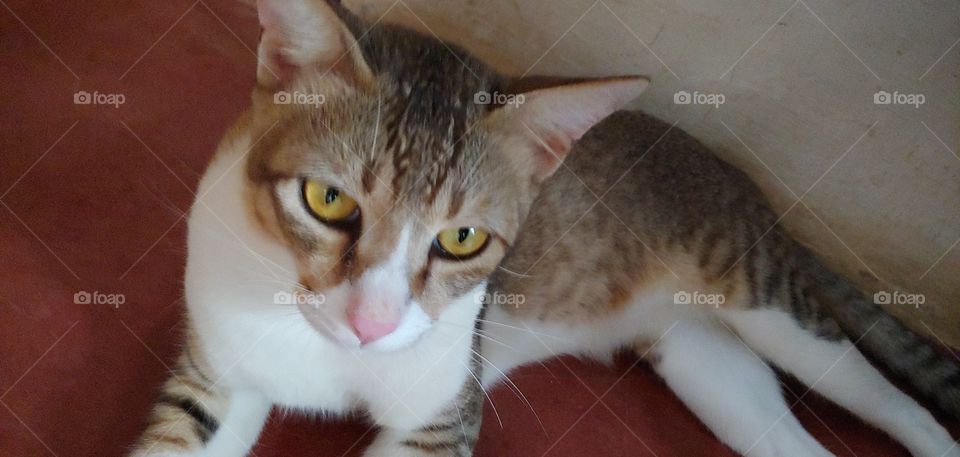 A CAT POSING FOR CAMERA- HIGH ANGLE VIEW