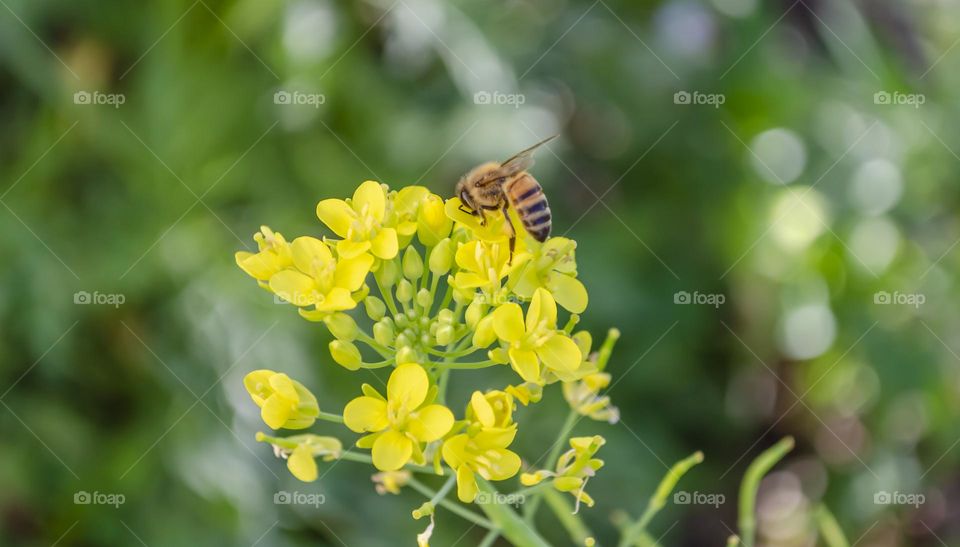 Honeybee On Pak Choi Flowers