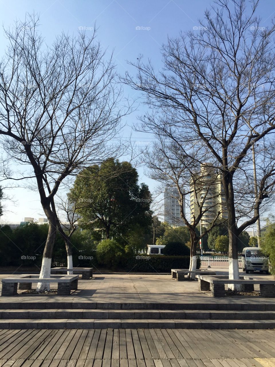 Sidewalk with trees and benches