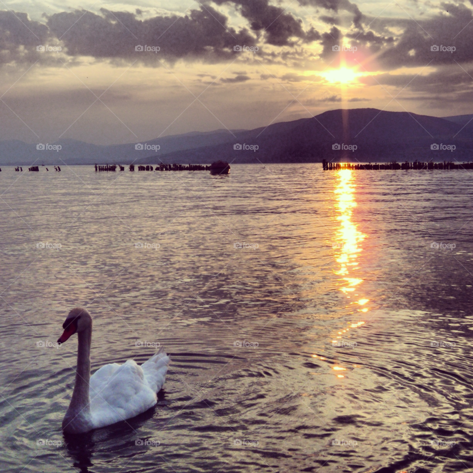 sun lake swan evening by Nietje70