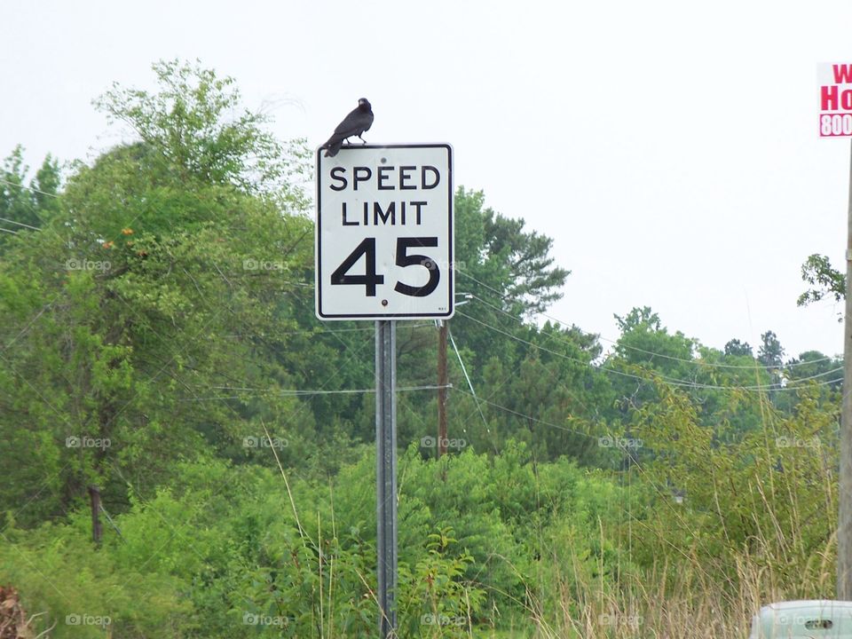 Crow on a speed limit sign