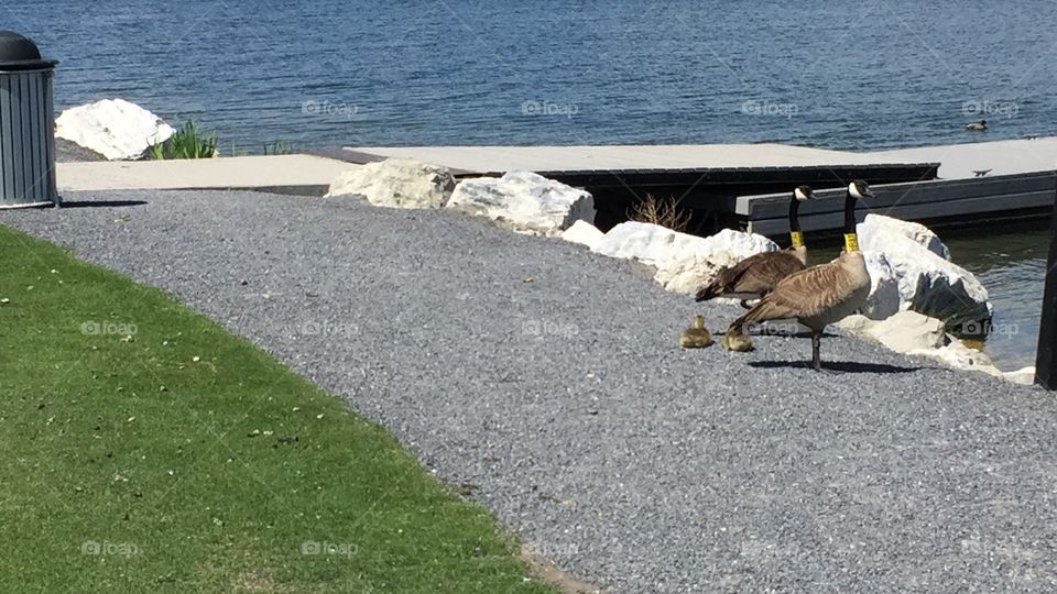 A Goosy Gander. Mommy and Daddy Geese with 2 Baby Geese. . Copyright © CM Photography. May 2019.