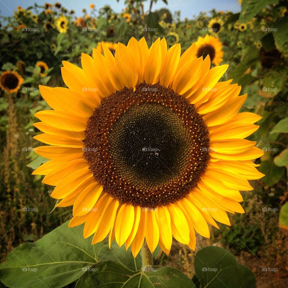 Close-up of a sunflower