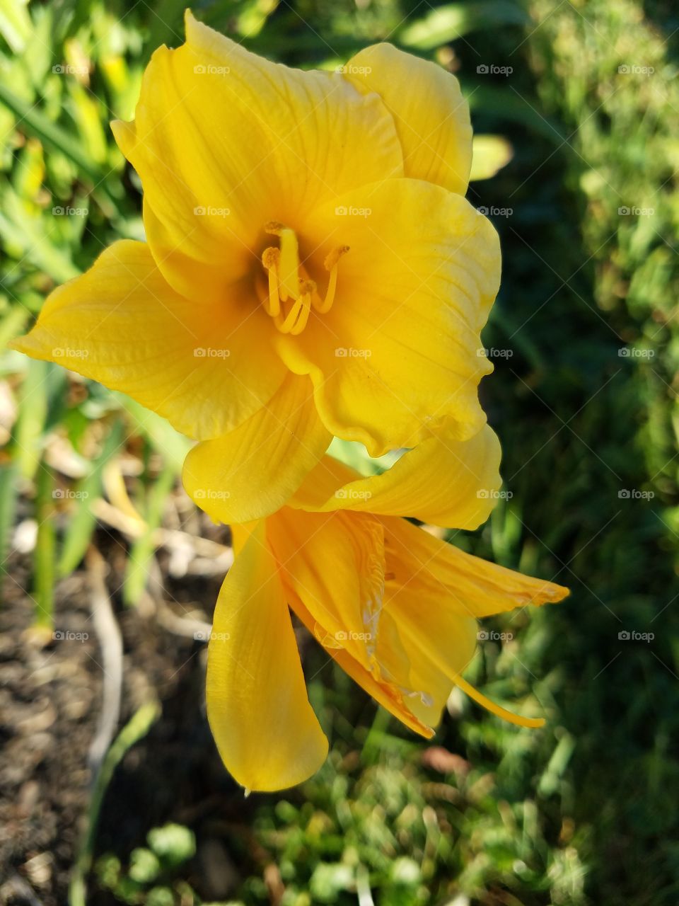 Last Bloom before winter