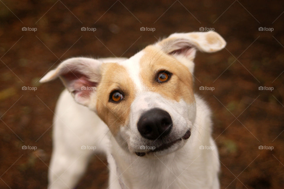 Whippet mix at the shelter