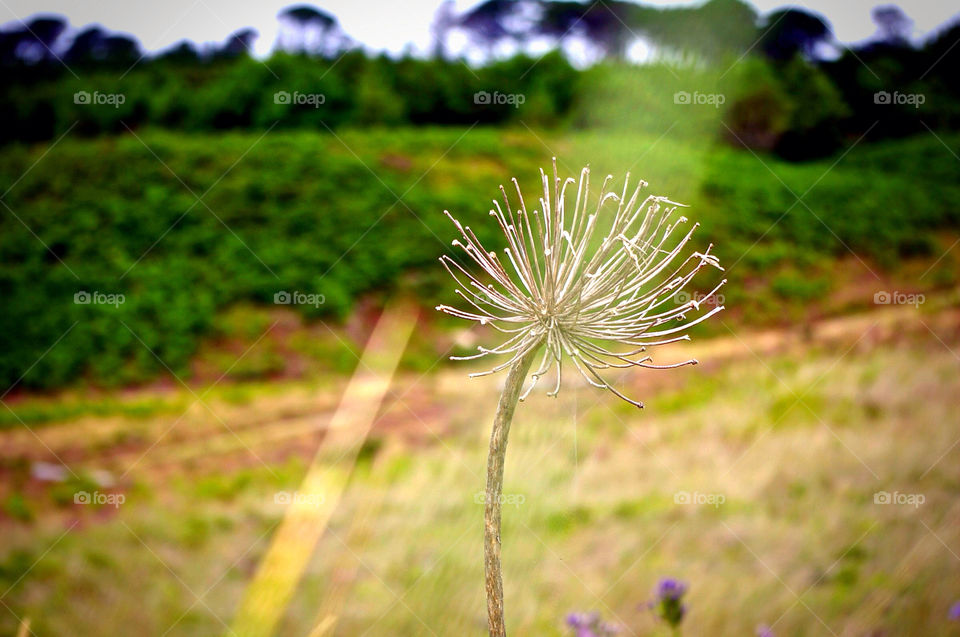 green garden nature flower by krispett