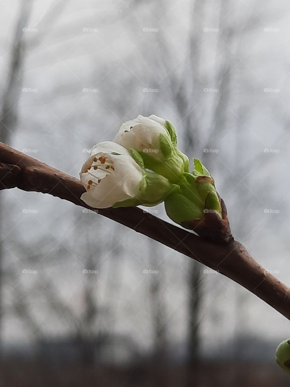 opening buds of cherry flowers against gray background