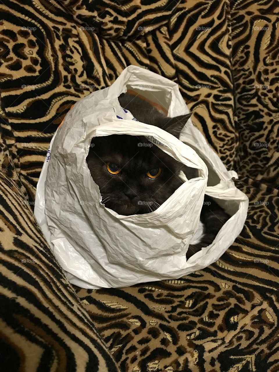 Cute angry cat hiding in the plastic bag 