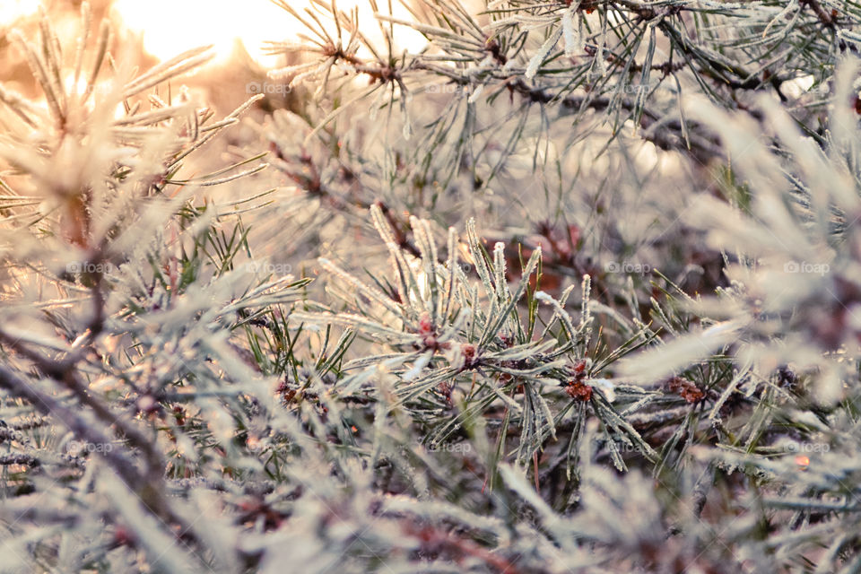 Frosty pine branches in winter time and golden hour