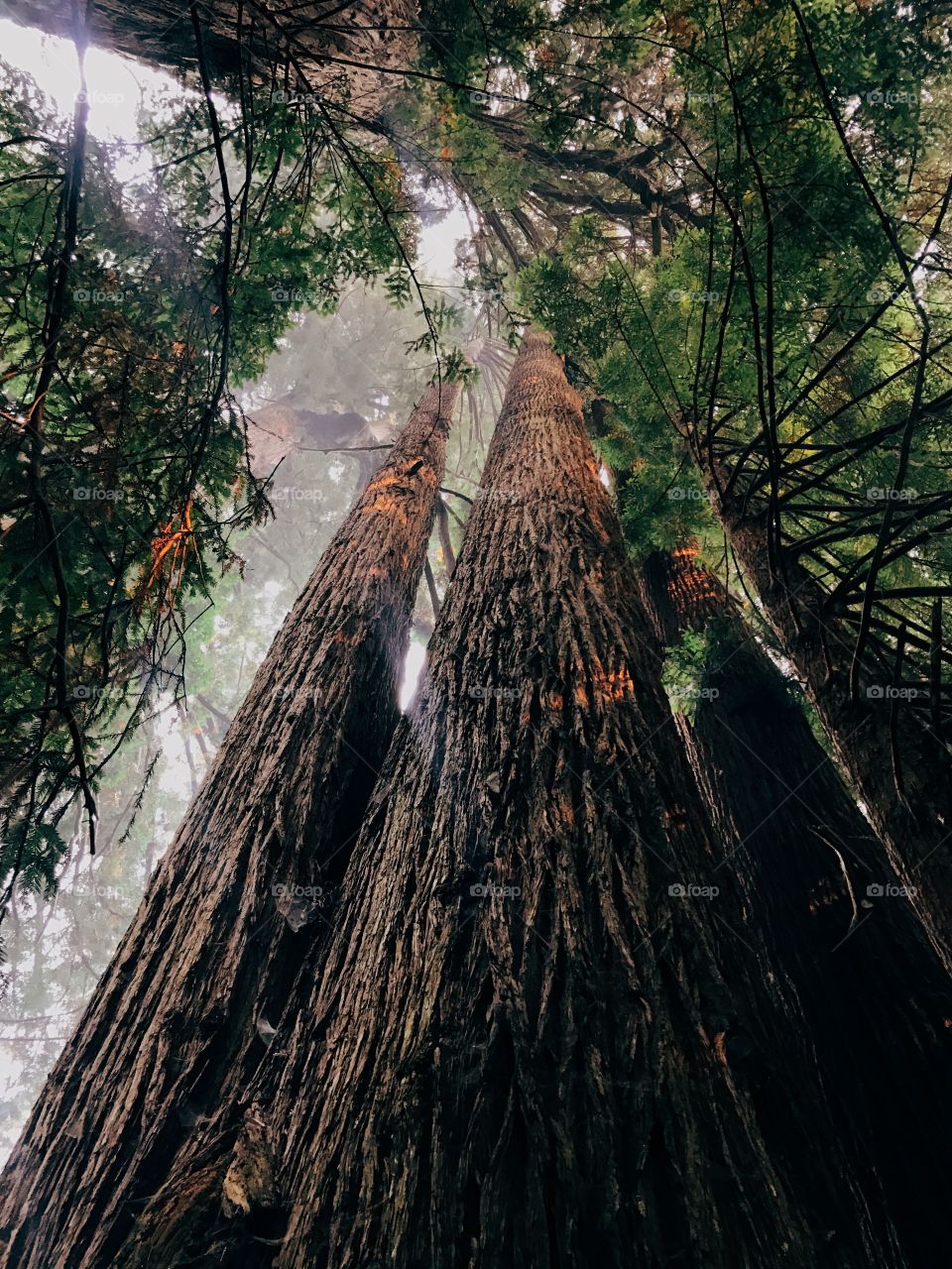 redwood national forest • CA