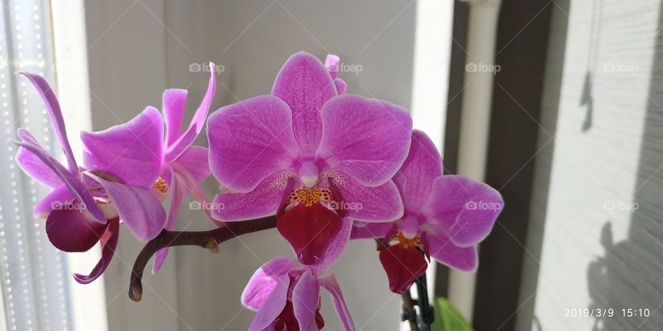 orchids phaleanopsis