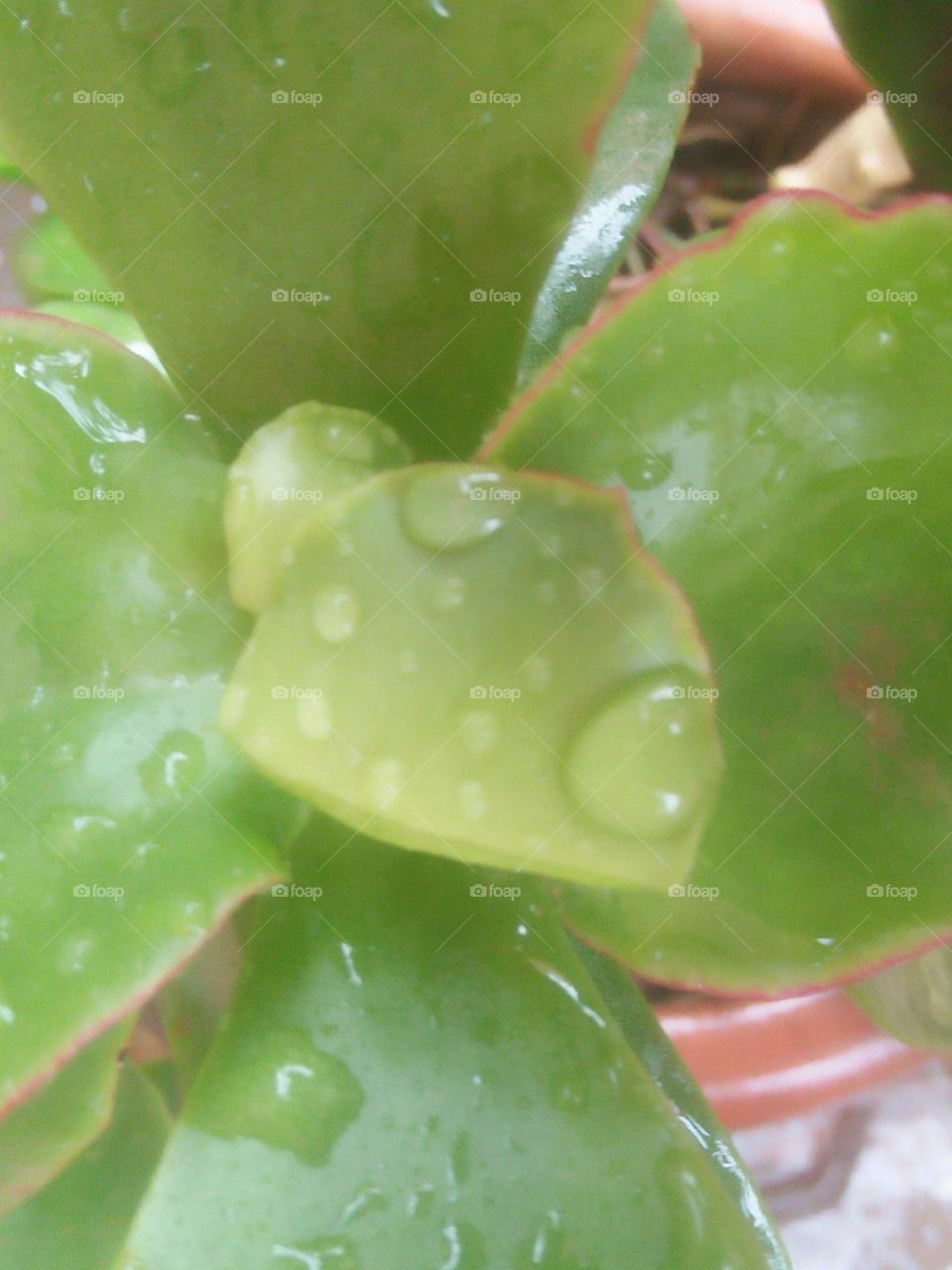 Beautiful droplets on a green  leaves.