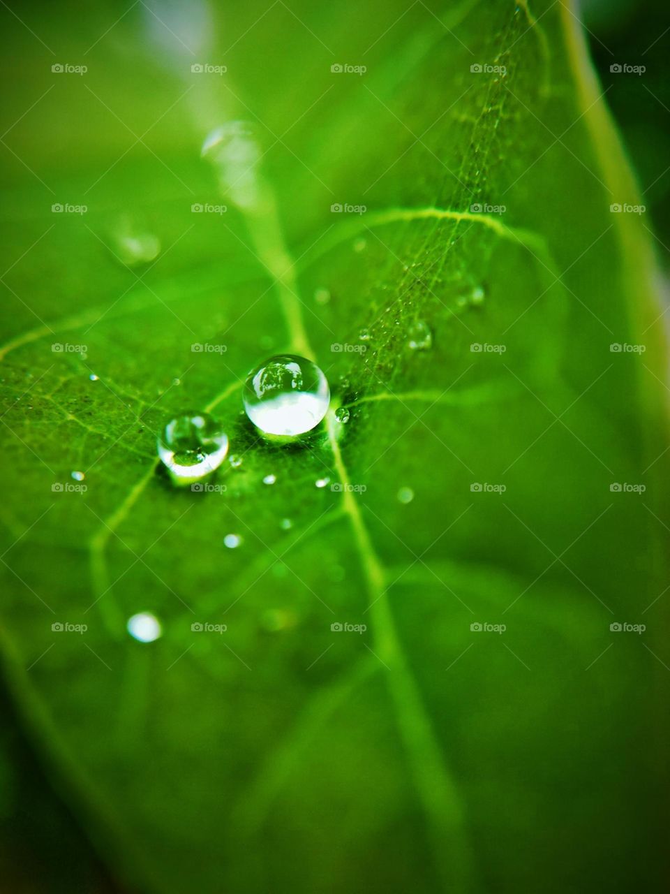 rain drops