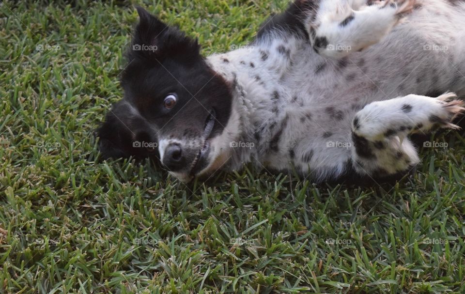 Dog surprised . Sheep dog startled 