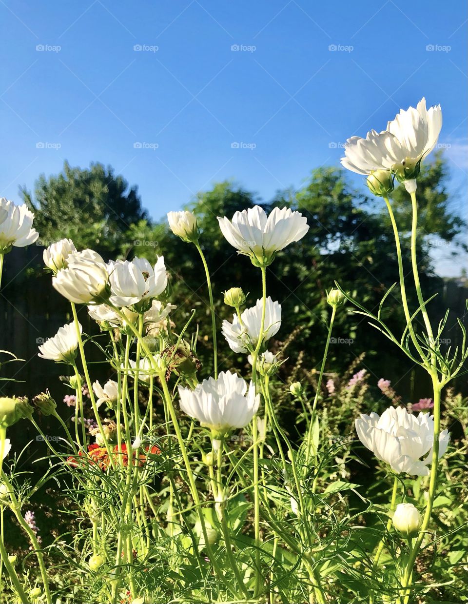 White flowers against a green background and blue sky.