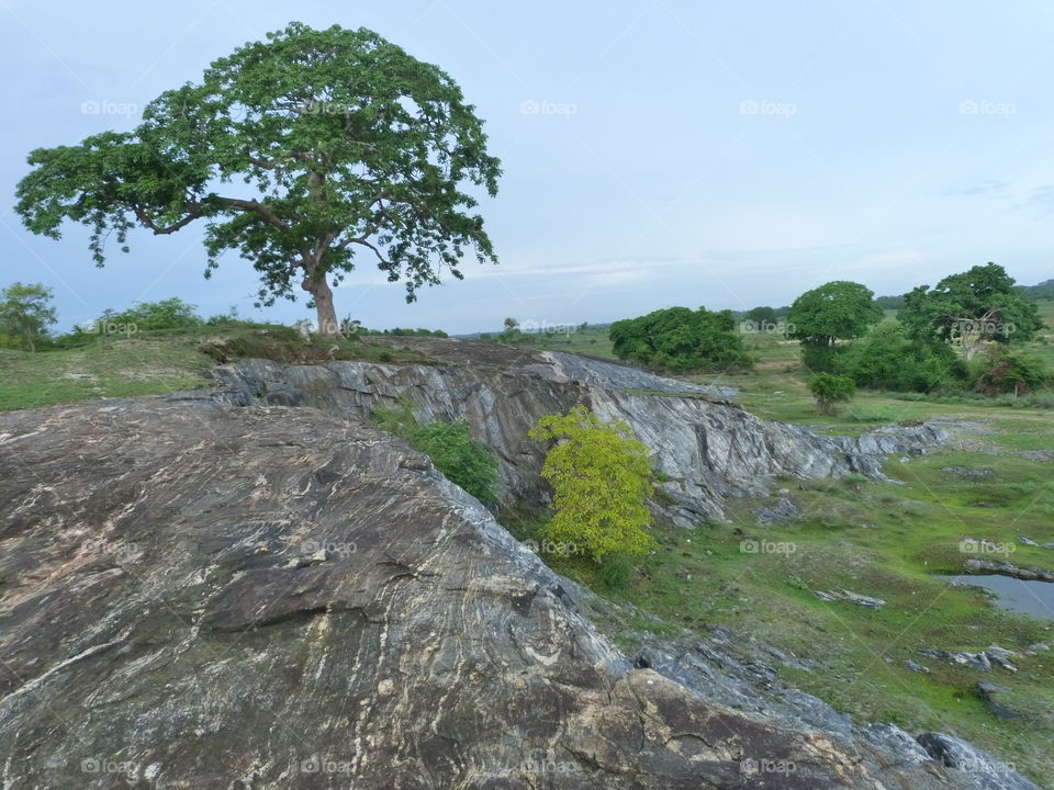 Tree on the Mountain