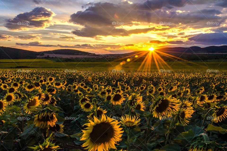 Sunset Over The Sunflower Field